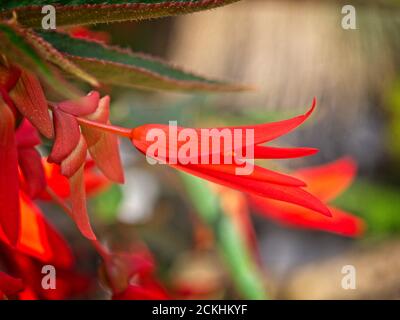 Primo piano di un fiore rosso brillante Begonia (Bonfire) pianta fiore testa. Foto Stock