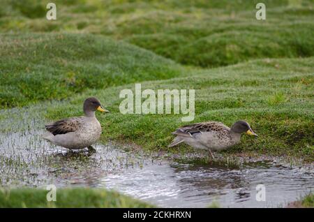 Capezzoli con ali affilati Anas flavirostris oxyptera . Parinacota. Parco Nazionale di Lauca. Regione di Arica y Parinacota. Cile. Foto Stock