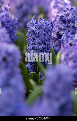 Primo piano di un fiore di giacinto blu violetto (hyacinthus orientalis) durante una giornata di sole che può essere utilizzato come un sfondo Foto Stock