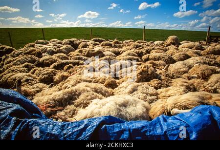 Ovini macellati nell'epidemia di afta epizootica del 2001 a Cumbria, Regno Unito. Foto Stock