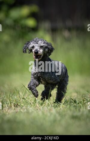 Piccolo cane grigio di salvataggio Poodle corre su un prato Foto Stock