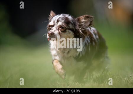 Piccolo chihuahua chihuahua maneggiate di salvataggio cane passeggiate su un prato Foto Stock