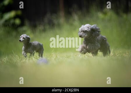 Due piccoli cani di salvataggio Poodle grigi corrono su un prato Foto Stock