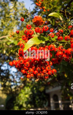 Closeup di bacche su un Firethorn Scarlet o Pyracantha (Piracantha coccinea) Foto Stock