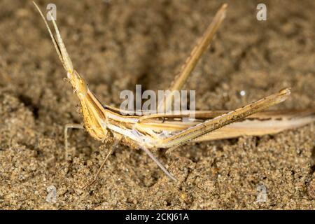 Macro ritratto del gracshopper a testa conica Ascida ungarica sulla sabbia, Riserva speciale 'Djurdjevac Sands' in Croazia Foto Stock