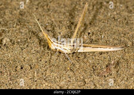 Macro ritratto del gracshopper a testa conica Ascida ungarica sulla sabbia, Riserva speciale 'Djurdjevac Sands' in Croazia Foto Stock