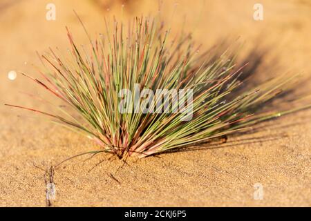 Corynephorus canescens, nome comune di grey-erba o grey clubawn erba, Riserva speciale 'Jurdjevac Sands' in Croazia Foto Stock