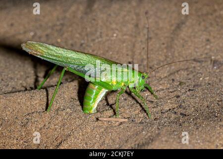 Tettigonia viridissima, il grande bush-cricket verde che depone le uova nella sabbia Foto Stock