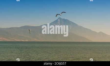 Gabbiano di mare bianco che vola nel cielo blu e soleggiato la costa del mare Foto Stock