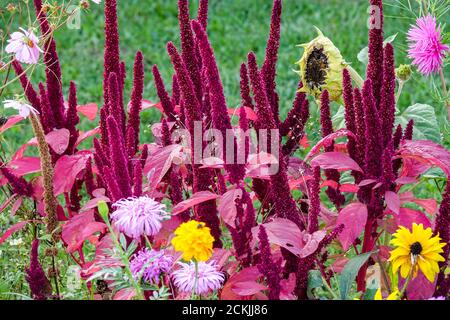 Fiori di Amaranto Rosso colorato letto annuale fiori da giardino settembre colorato fondo di fiori annui piante erbacee Rosso Amaranthus cruentus tarda estate Foto Stock