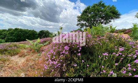 La colorata brughiera vicino a Puttenham, Surrey, Inghilterra sotto il sole estivo. Brughiera ricoperta di bella erica viola selvatica, Calluna vulgaris, AN Foto Stock
