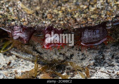 Anemoni di Beadlet (Actinia equina) su una roccia Foto Stock