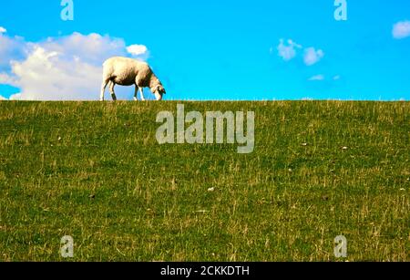 Pecore che pascolano sul bordo della diga di erba di fronte ad un cielo blu su Sylt, Germania, primo piano Foto Stock