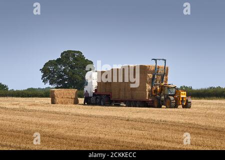 JCB Loadall Tele-handler carrello elevatore che carica grandi balle di paglia d'orzo quadrate Su ad un HGV in un campo di Lincolnshire per essere utilizzato come biocarburante per produrre energia Foto Stock