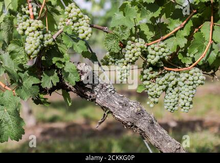 03 settembre 2020, Sassonia-Anhalt, Höhnstedt: Le uve della varietà Riesling maturano su una vite di un vigneto della produzione di frutta Höhnstedt. È in corso la vendemmia dell'associazione viticoltori Freyburg-Unstrut an Saale e Unstrut. Le gelate tardive durante i santi ghiacciati e i danni alla grandine portano a perdite di rendimento. Solo circa un quarto della quantità consueta è stata raccolta sulla superficie di mezzo ettaro, circa 1200 invece di 5000 kg. Tuttavia, la qualità è buona, solo la quantità purtroppo troppo piccola, secondo un viticoltore. Foto: Jan Woitas/dpa-Zentralbild/ZB Foto Stock