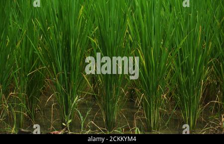 Primo piano di piccole risaie, piante di riso che crescono con foglie verdi lunghe, focalizzazione selettiva Foto Stock