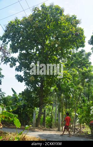 Un ragazzo che passa accanto a un grande albero con un sacco di foglie verdi, messa a fuoco selettiva Foto Stock