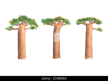 Set di tre alberi di baobab. Acquerello disegno a mano illustrazione botanica. Simbolo del Madagascar. Foto Stock