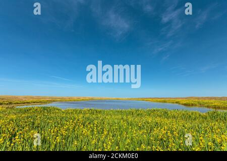 Lago costiero con narcisi gialle in fiore sull'isola olandese Texel Foto Stock