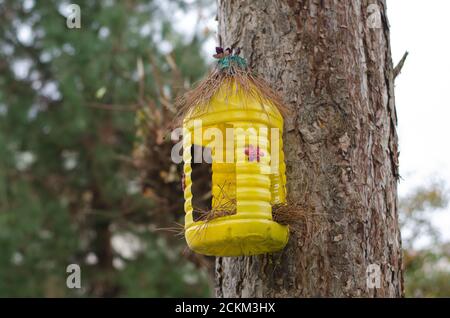 Casa per uccelli gialla in bottiglia di plastica coperta con rami asciutti appeso su un albero in autunno Foto Stock