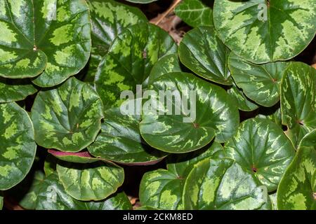 Cyclamen 'Cum' foglie modelli, primo piano in natura Foto Stock