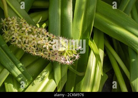 Eucomis comosa 'CAN-CAN', ritratto di fiori di piante esotiche Foto Stock