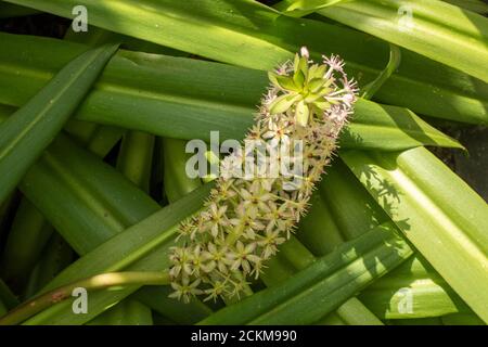 Eucomis comosa 'CAN-CAN', ritratto di fiori di piante esotiche Foto Stock