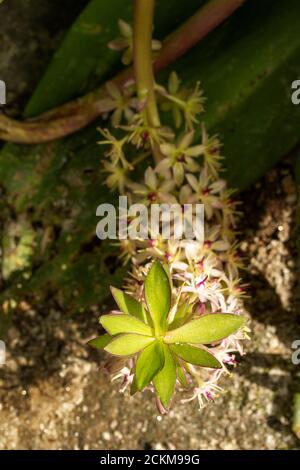 Eucomis comosa 'CAN-CAN', ritratto di fiori di piante esotiche Foto Stock