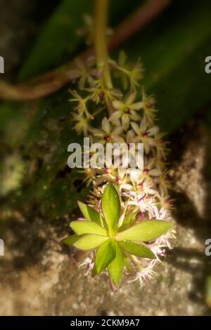 Eucomis comosa 'CAN-CAN', ritratto di fiori di piante esotiche Foto Stock