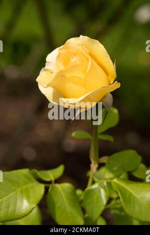 Rosa poesia in movimento Foto Stock