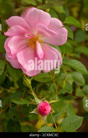 Rosa cariad 'Auspanier' Foto Stock