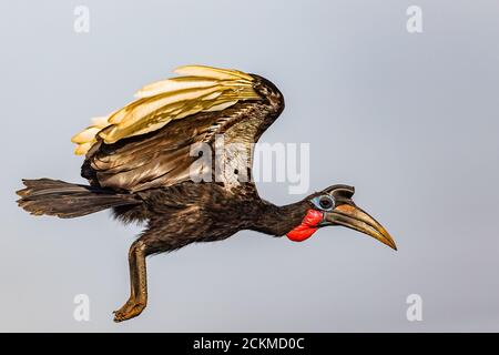 Becco di terra abissino in volo Foto Stock