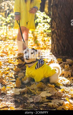 Bambino gioca con Jack Russell Terrier nella foresta d'autunno. Passeggiata autunnale con un concetto di cane, bambini e animali domestici. Foto Stock