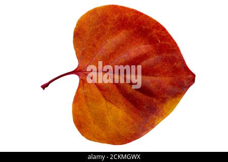 Primo piano della foglia d'autunno su sfondo bianco Foto Stock