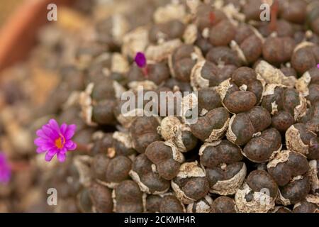 Conophytum litopsoides in fiore Foto Stock