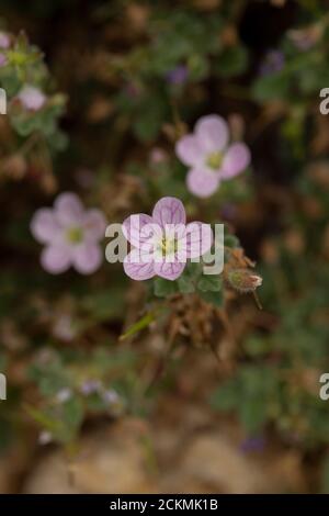 Oringanum Dictamnus Kotsifoo in fiore Foto Stock