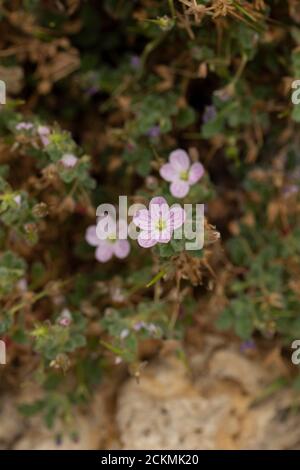 Oringanum Dictamnus Kotsifoo in fiore Foto Stock