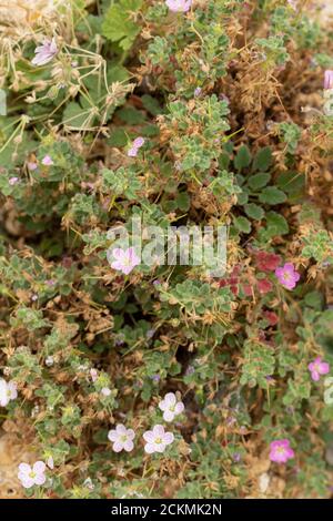 Oringanum Dictamnus Kotsifoo in fiore Foto Stock