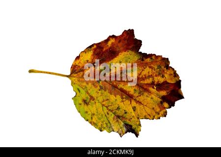 Primo piano della foglia d'autunno su sfondo bianco Foto Stock