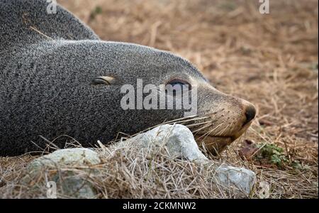 Capo pelliccia sigillo svegliarsi da un doze sul Kaikoura Penisola nell'Isola del Sud Nuova Zelanda Foto Stock