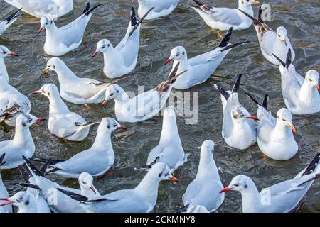Gabbiani a testa nera Chromicocephalus ridibundus in inverno piumaggio in attesa di Essere alimentato a Slimbridge Gloucestershire Regno Unito Foto Stock