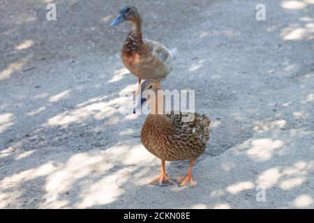 Anatre mallard femminili che camminano in una fattoria Foto Stock