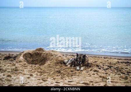 Pastore al mare. Foto di un animale. Foto Stock