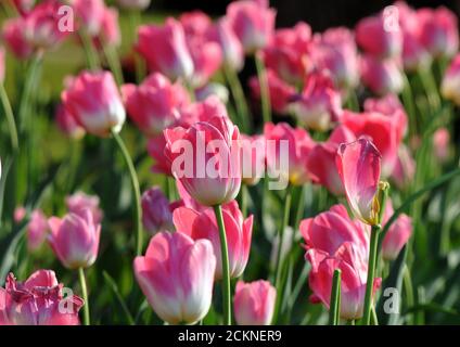 Tulipani rosa in piena fioritura presso i Giardini Mughal del Palazzo Presidenziale popolarmente chiamato Rashtrapati Bhavan a Nuova Delhi. Fotografia: Sondeep Shan Foto Stock