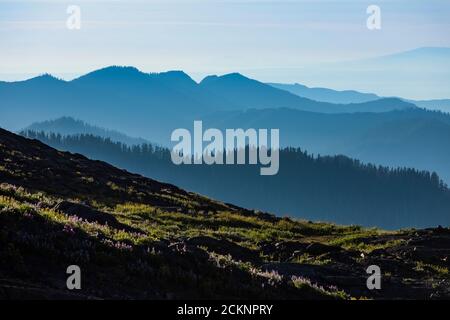 Sentiero per scalatori che conduce verso Heliotrope Ridge sulle pendici del Monte Baker, Mount Baker-Snoqualmie National Forest, Washington state, USA Foto Stock