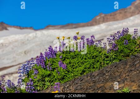 Sentiero per scalatori che conduce verso Heliotrope Ridge sulle pendici del Monte Baker, Mount Baker-Snoqualmie National Forest, Washington state, USA Foto Stock