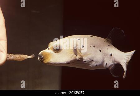 Nutrire il puffer Blackspotted, Arothron nigropunctatus Foto Stock