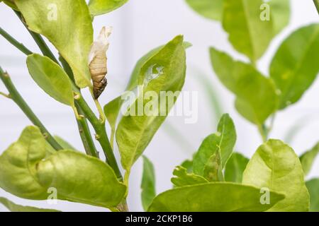 La corteccia della pupa sulla foglia Citrus × aurantiifolia Foto Stock