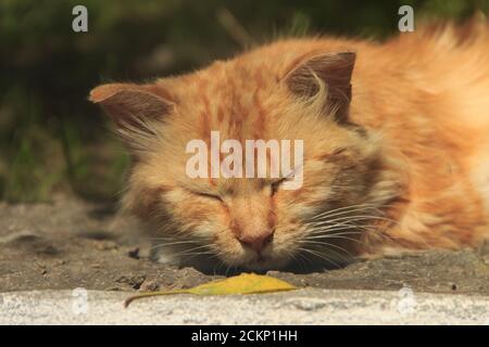 Gatto zenzero che dorme sull'erba in una soleggiata giornata estiva. Foto Stock