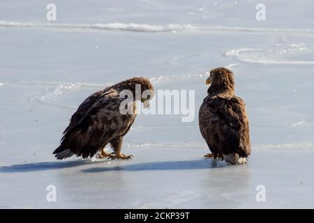 Aquila dalla coda bianca (Haliaetus albicilla) in inverno su ghiaccio sul mare. Foto Stock